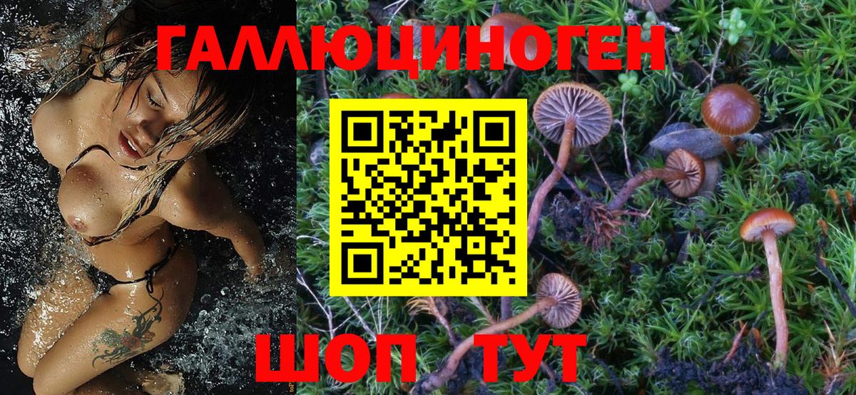 Псилоцибиновые грибы Psilocybe  Вход с VPN  Шелехов 